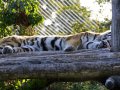 ZOO-Viden 24 srpen 2014 1021.JPG